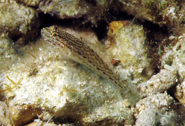 Gobius fallax