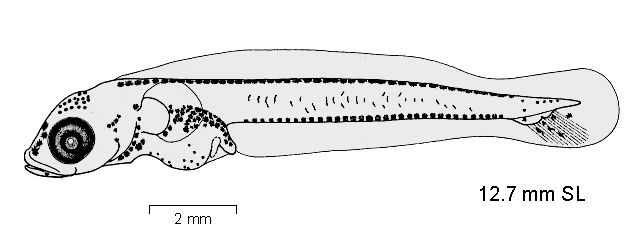 Gobionotothen gibberifrons