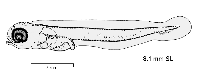 Gobionotothen gibberifrons