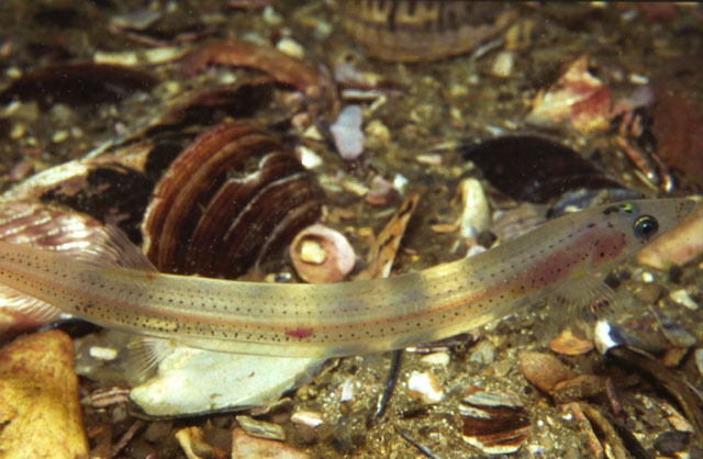 Gonorynchus gonorynchus