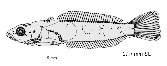 Gobionotothen marionensis