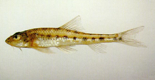 Gobiobotia naktongensis