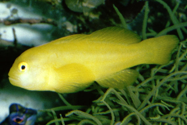 Gobiodon okinawae