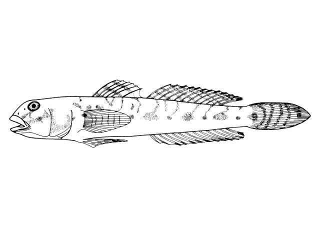 Ctenogobius shufeldti