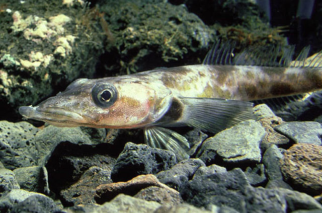 Gymnodraco acuticeps