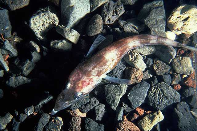 Gymnodraco acuticeps