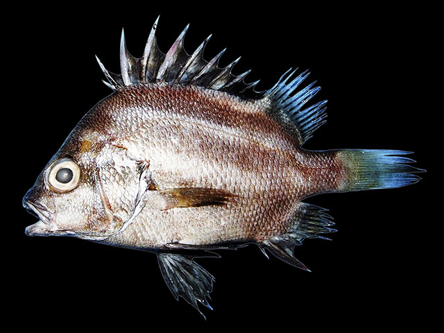 Hapalogenys bengalensis