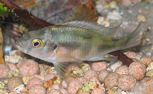 Haplochromis nuchisquamulatus