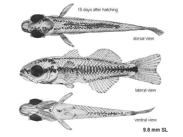 Haemulon plumierii