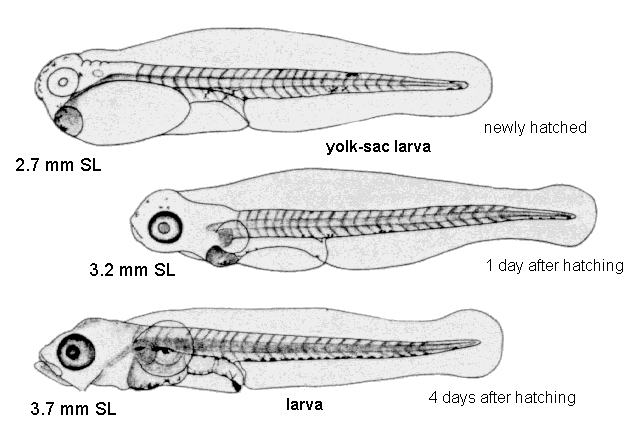 Haemulon plumierii