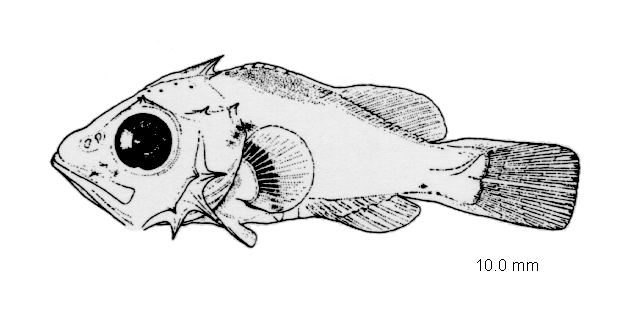 Helicolenus dactylopterus