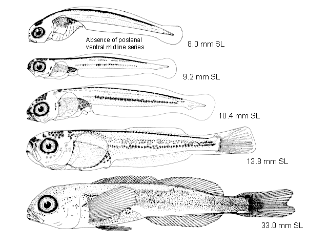 Hexagrammos stelleri