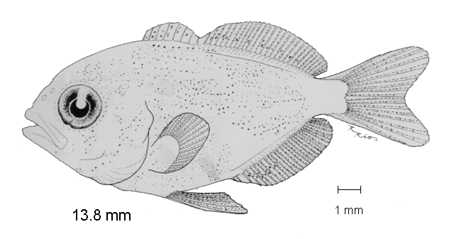 Hemicaranx zelotes