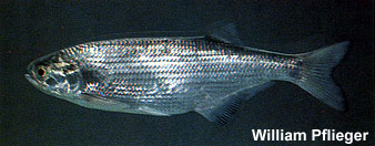 Hiodon alosoides