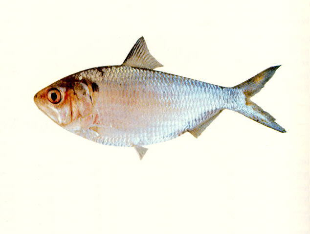 Hilsa kelee