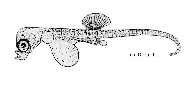 Hippocampus mohnikei