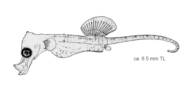 Hippocampus mohnikei