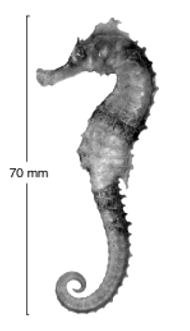 Hippocampus queenslandicus