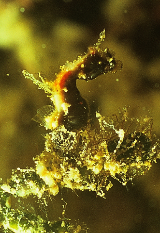 Hippocampus pontohi