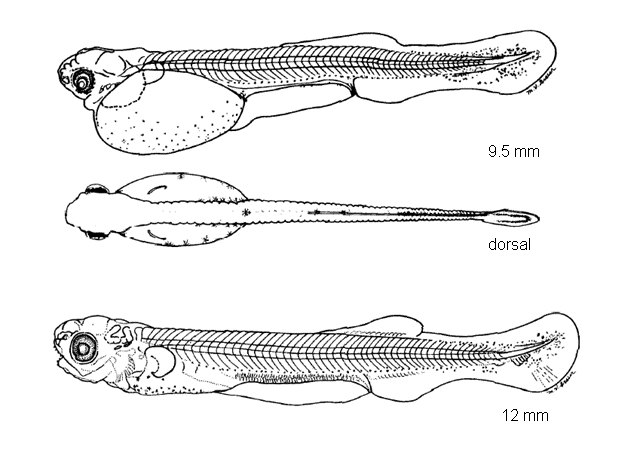 Hiodon tergisus