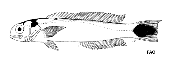 Hoplolatilus fourmanoiri