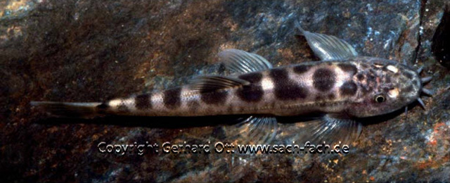 Homalopterula ripleyi