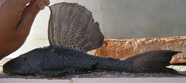 Hypostomus commersoni