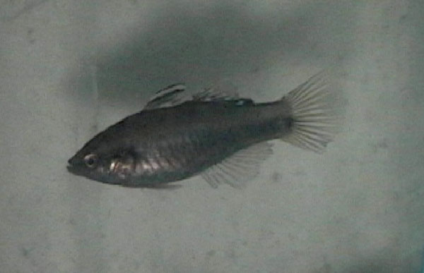 Hypseleotris cyprinoides