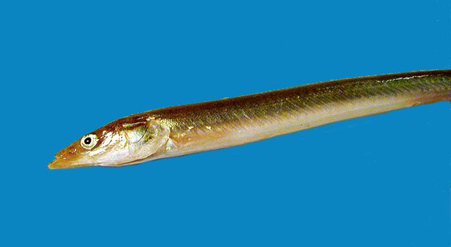 A sand eel, or greater launce, Hyperoplus lanceolatus, caught on