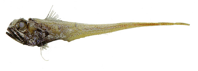 Hymenocephalus italicus