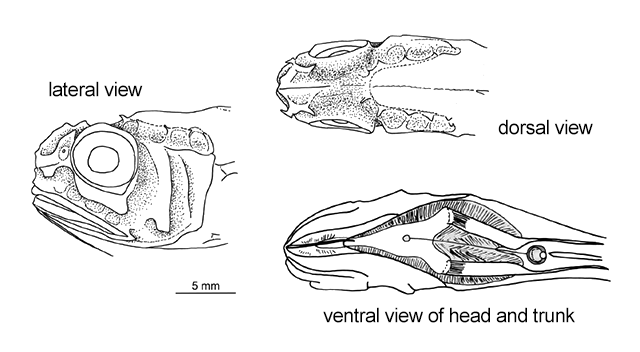 Hymenocephalus iwamatoi