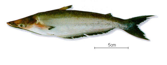 Hypophthalmus marginatus