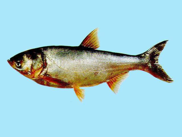 Hypophthalmichthys molitrix