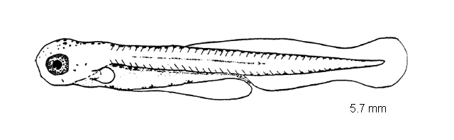 Hybognathus regius