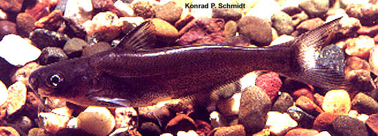 Ictalurus furcatus