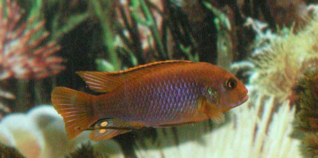 Iodotropheus sprengerae