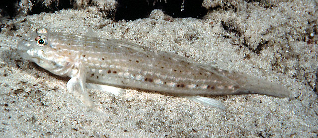 Istigobius decoratus