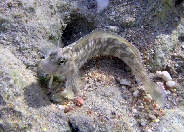 Istiblennius rivulatus