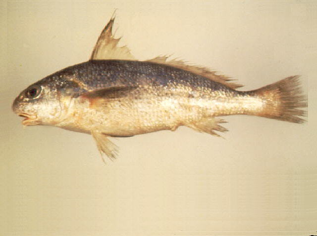 Johnius amblycephalus