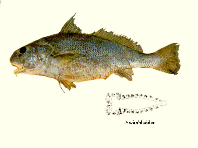 Johnius amblycephalus