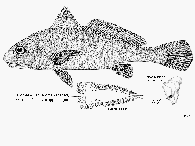 Johnius macrorhynus