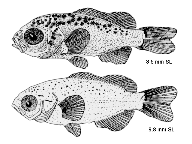 Kyphosus incisor