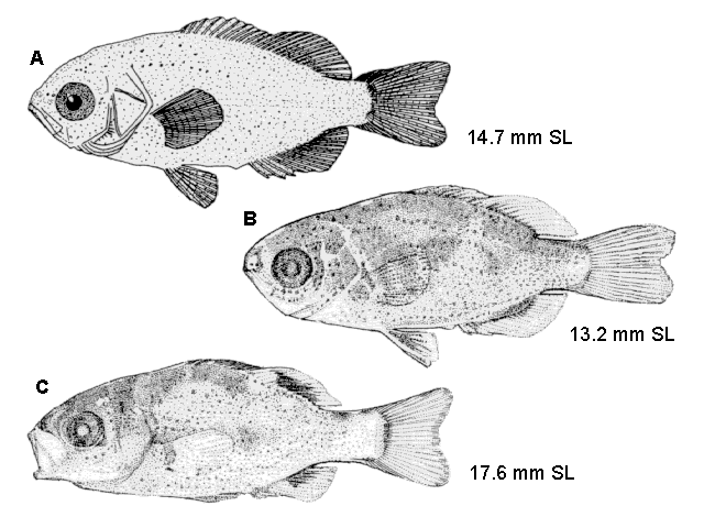 Kyphosus incisor