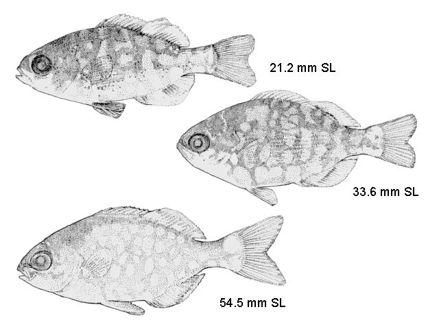 Kyphosus incisor