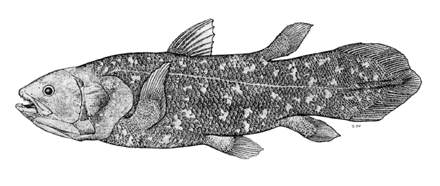 Latimeria chalumnae