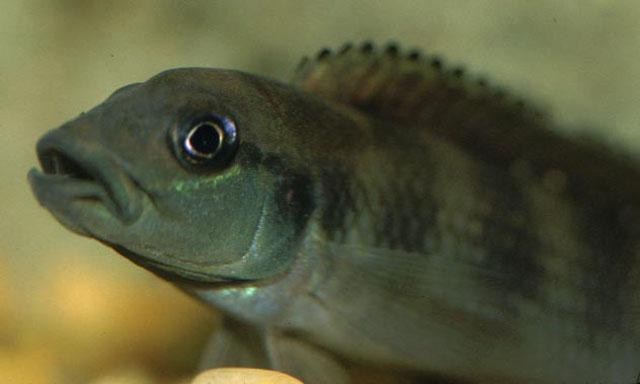 Lamprologus congoensis