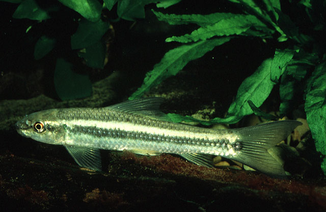 Labeo cylindricus