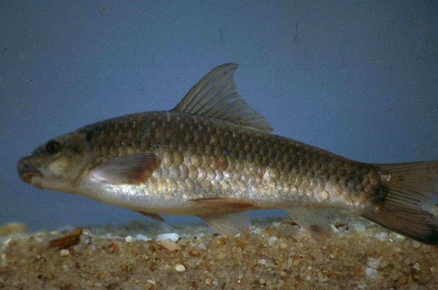 Labeo cylindricus