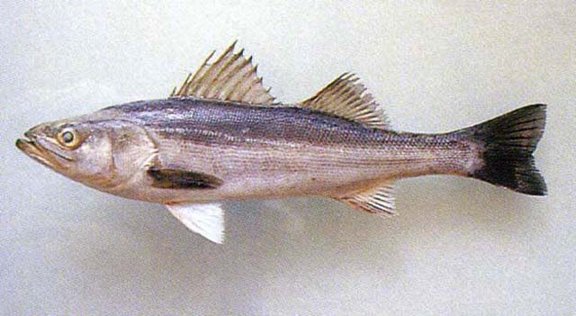 Lateolabrax japonicus