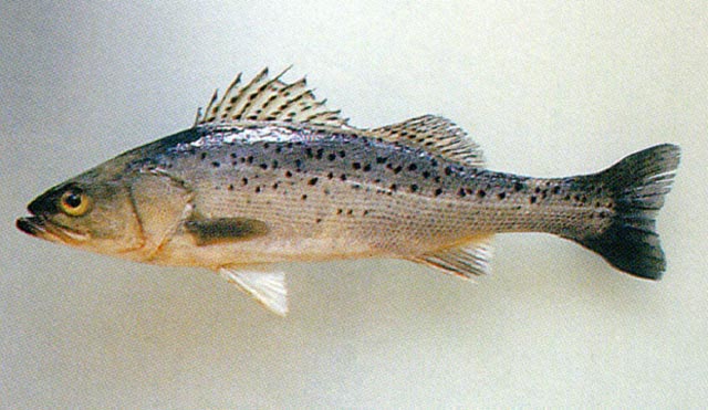 Lateolabrax japonicus